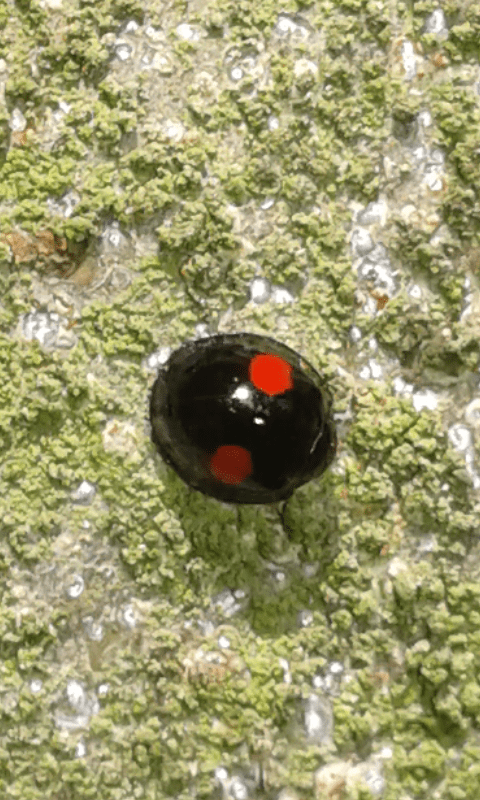 Coccinellidae : Chilocorus renipustulatus? S.